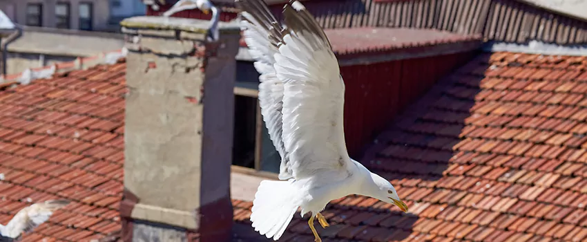 Residential Chimney Animal Removal Solution in Mount Vernon, NY
