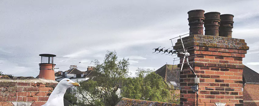 Chimney Cleaning And Restoration in Mount Vernon, New York
